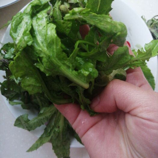 乐陵市山野菜