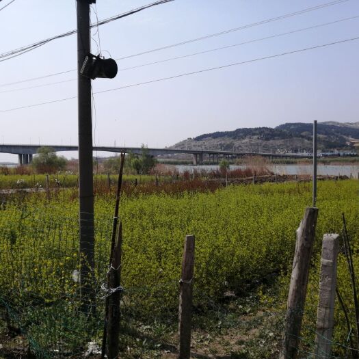 怀远县 蚌埠市怀远县两万棵石榴树苗，品种是红玉石籽苗，白玉石籽苗