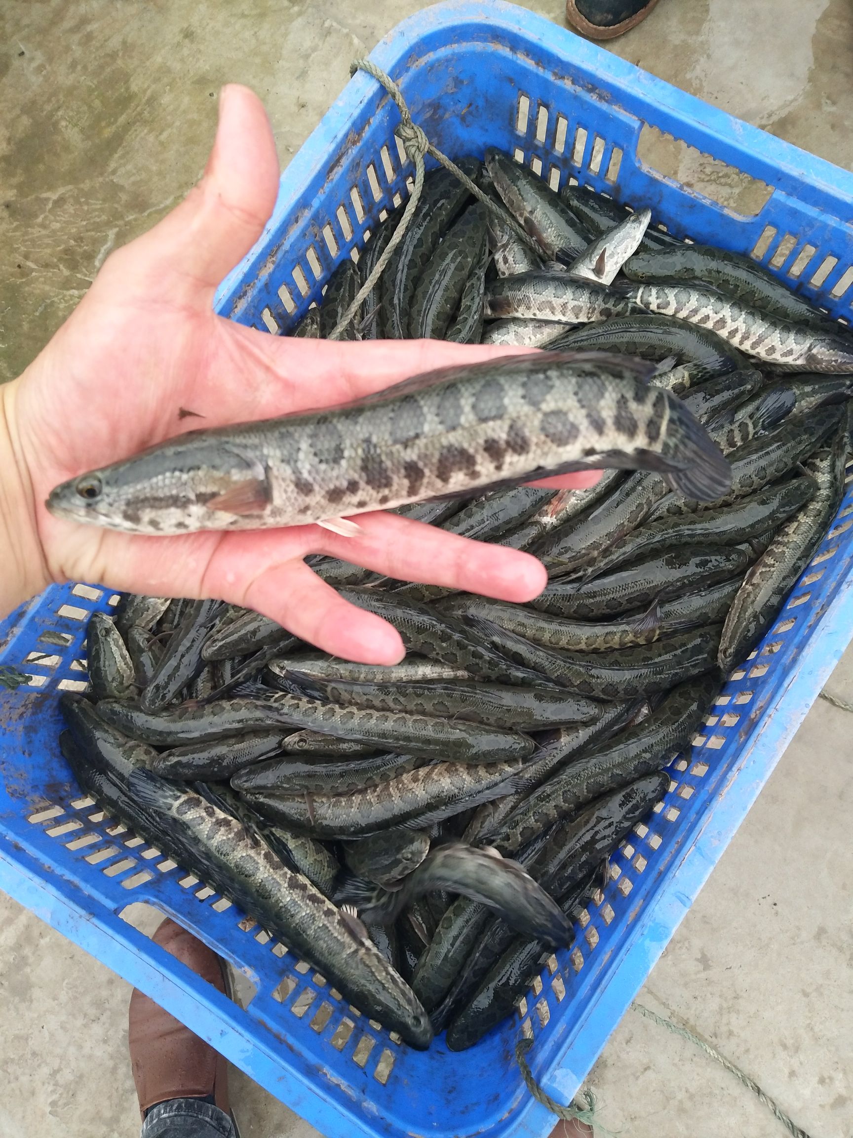 乌鳢苗  黑鱼苗 优质品种，自家养殖，量大从优