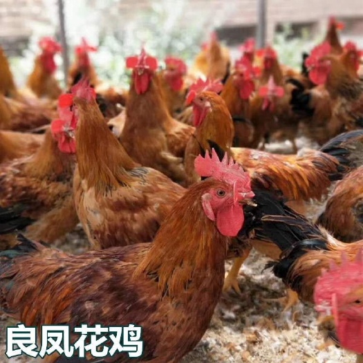 南宁 良凤花鸡苗，k9珍珠鸡乌鸡南丹瑶鸡清远麻鸡芦花鸡