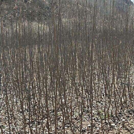 合水县 乔化红富士苹果树苗