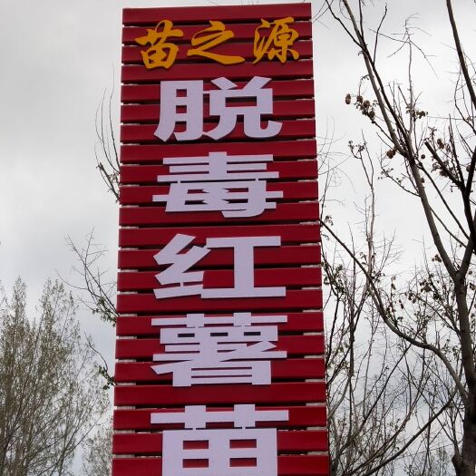 禹州市商薯19红薯苗  原种脱毒商薯19(25－35cm)基地直供