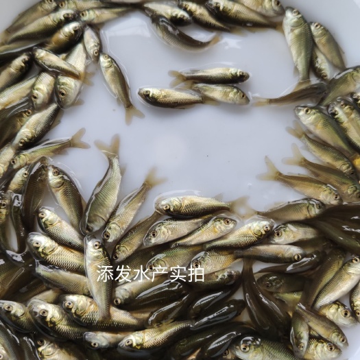 广州 大量批发优质鲤鱼苗，鲤鱼苗寸苗