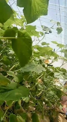 莱西市刺黄瓜  黄瓜莱西绿达康蔬菜