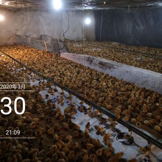 中江县青脚麻鸡苗 诚信为本
月出栏3-5万
5-7斤青脚麻、矮脚黄等各类成鸡