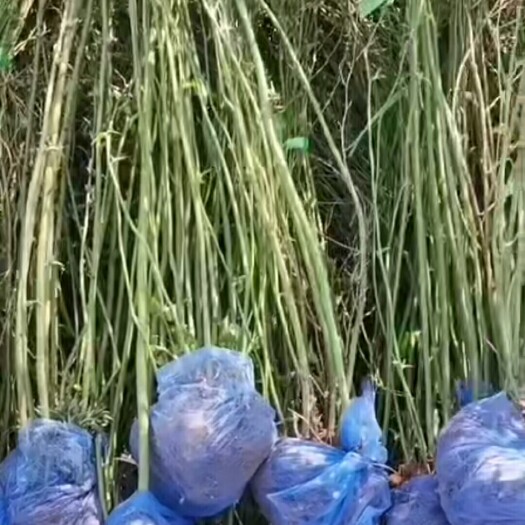 定州市棣棠花 出售棣棠一米高以上十个分枝