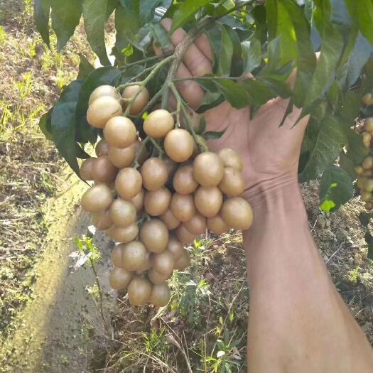 灵山县鸡心黄皮苗