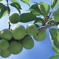 普宁市 选摘 精品大青梅 当日采摘