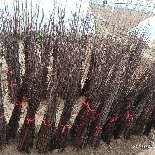 红富士苹果苗 富士苹果苗