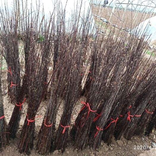 武山县红富士苹果苗 富士苹果苗