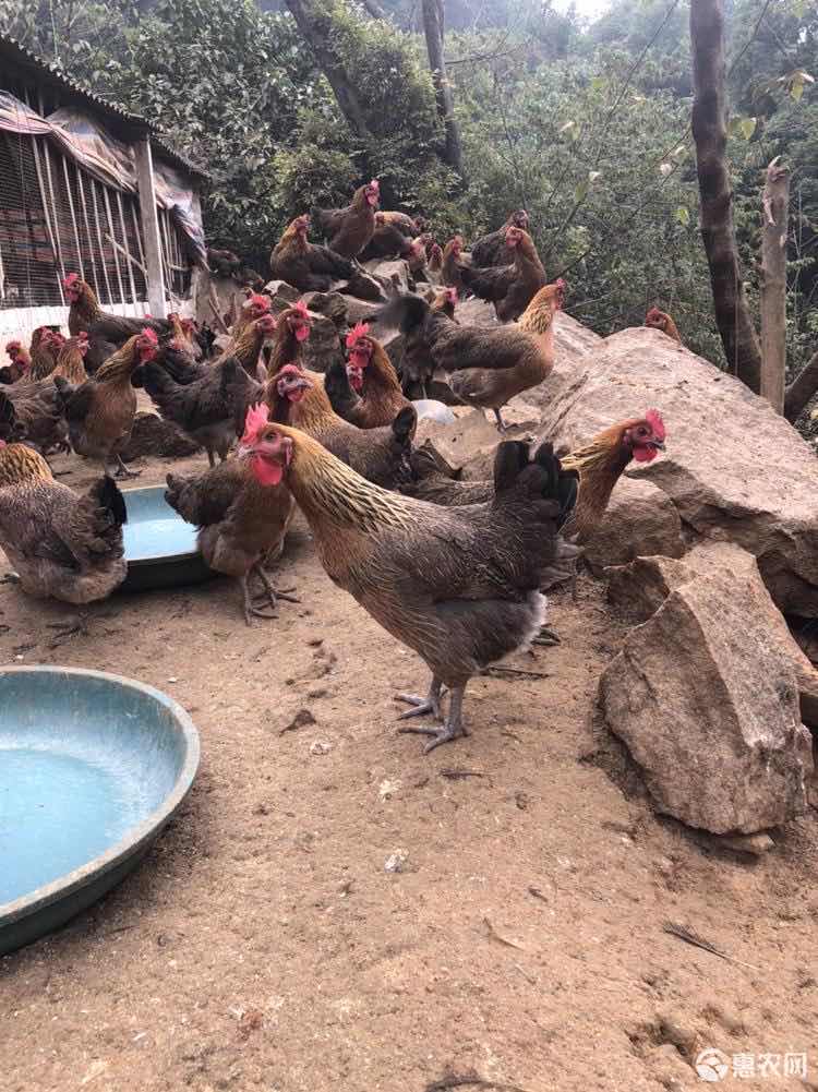 土鸡苗 厂家直销  假一赔十  包活到家