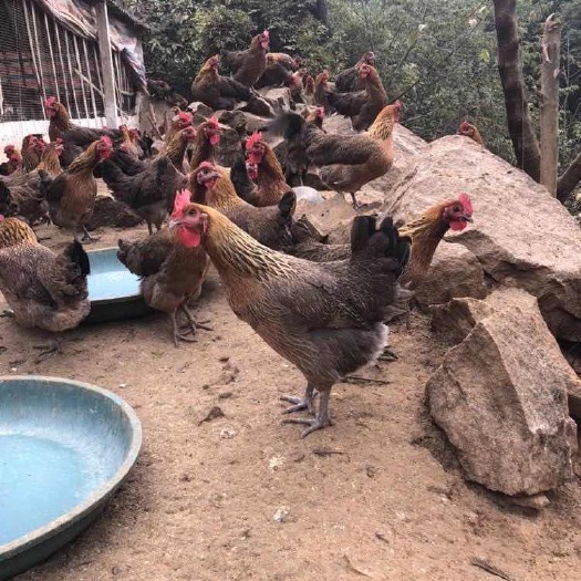 昆明土鸡苗 厂家直销  假一赔十  包活到家