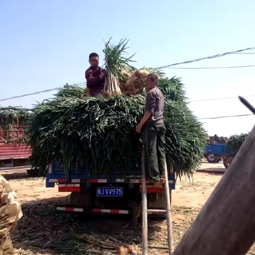 夏津县 开始卖大葱的山东省德州夏津县