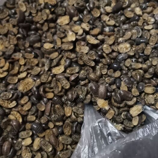 磁县 中药材鼠妇虫