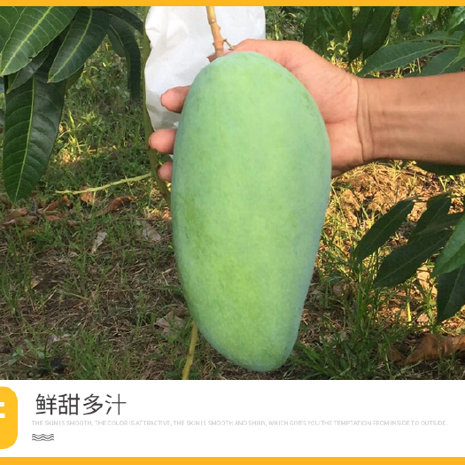 济南 越南大青芒批量现货