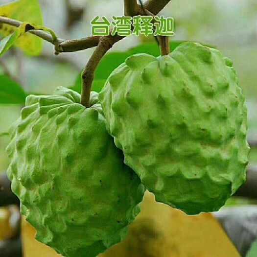  凤梨释迦果苗
