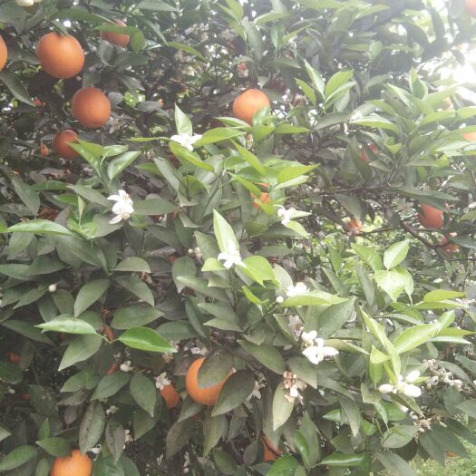 阳朔县夏橙