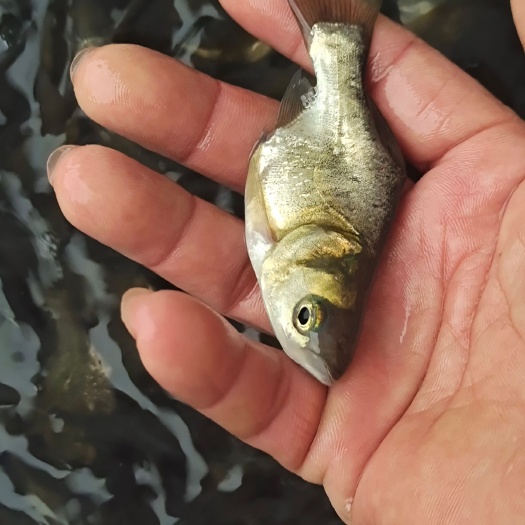 广州缩骨大头鱼苗