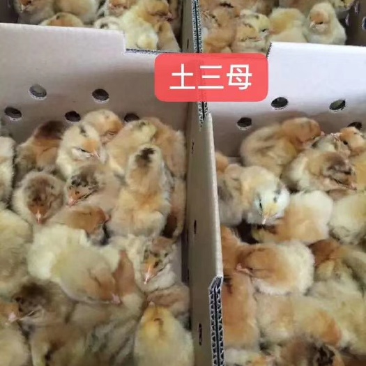 衡阳 土三母苗 黄土鸡苗