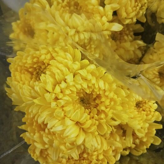 昆明菊花切花  云南鲜花批发昆明斗南基地鲜花批发黄菊白菊