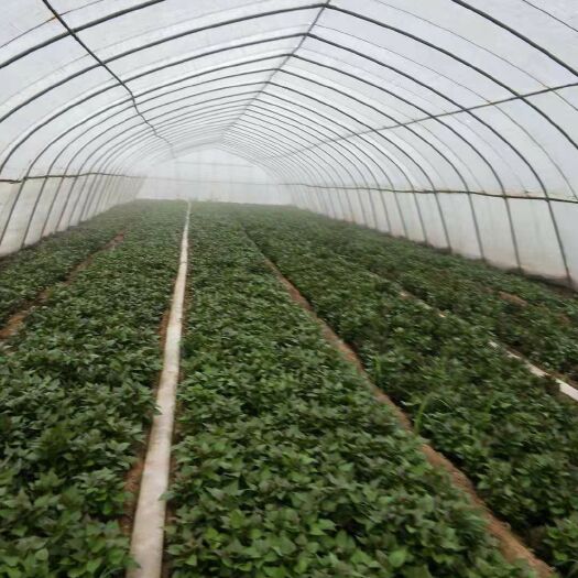 商薯19红薯苗 农帮农脱毒红薯苗