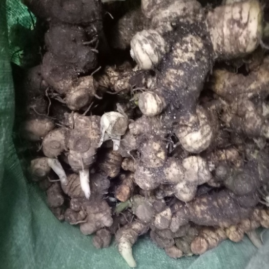 融水县 多花甜黄精