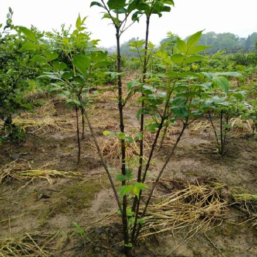 全州县 大量供应山茱萸苗