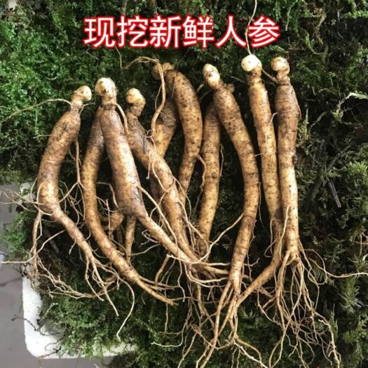 抚松县 人参产自吉林长白山 产地直发 包邮