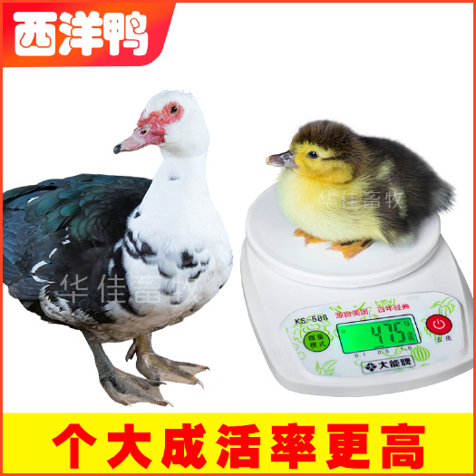 南宁 西洋鸭苗 番鸭苗 包疫苗包成活---华佳畜牧公司