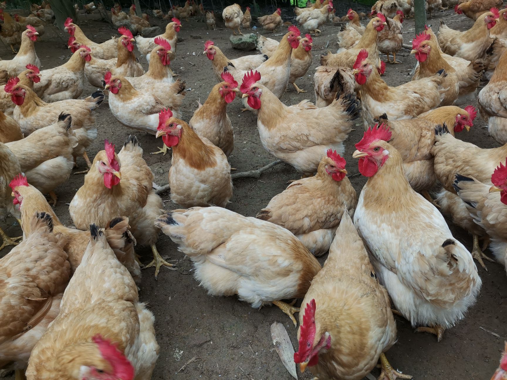  122天三黄鸡，均重3.8斤左右，有9000羽