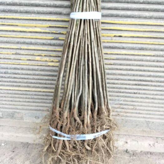 苍溪县梨树苗  棠梨苗粘木苗实生梨苗杜梨苗用来嫁接梨苗的粘木苗