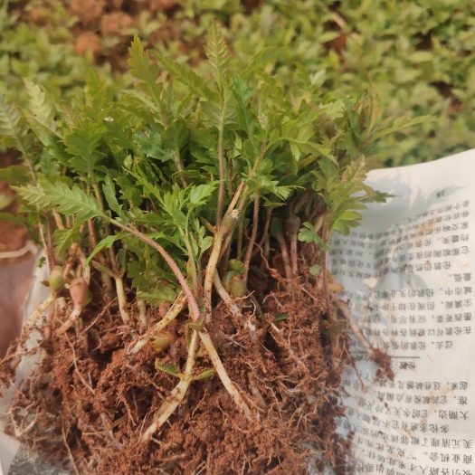 邵东市 杨梅芽苗