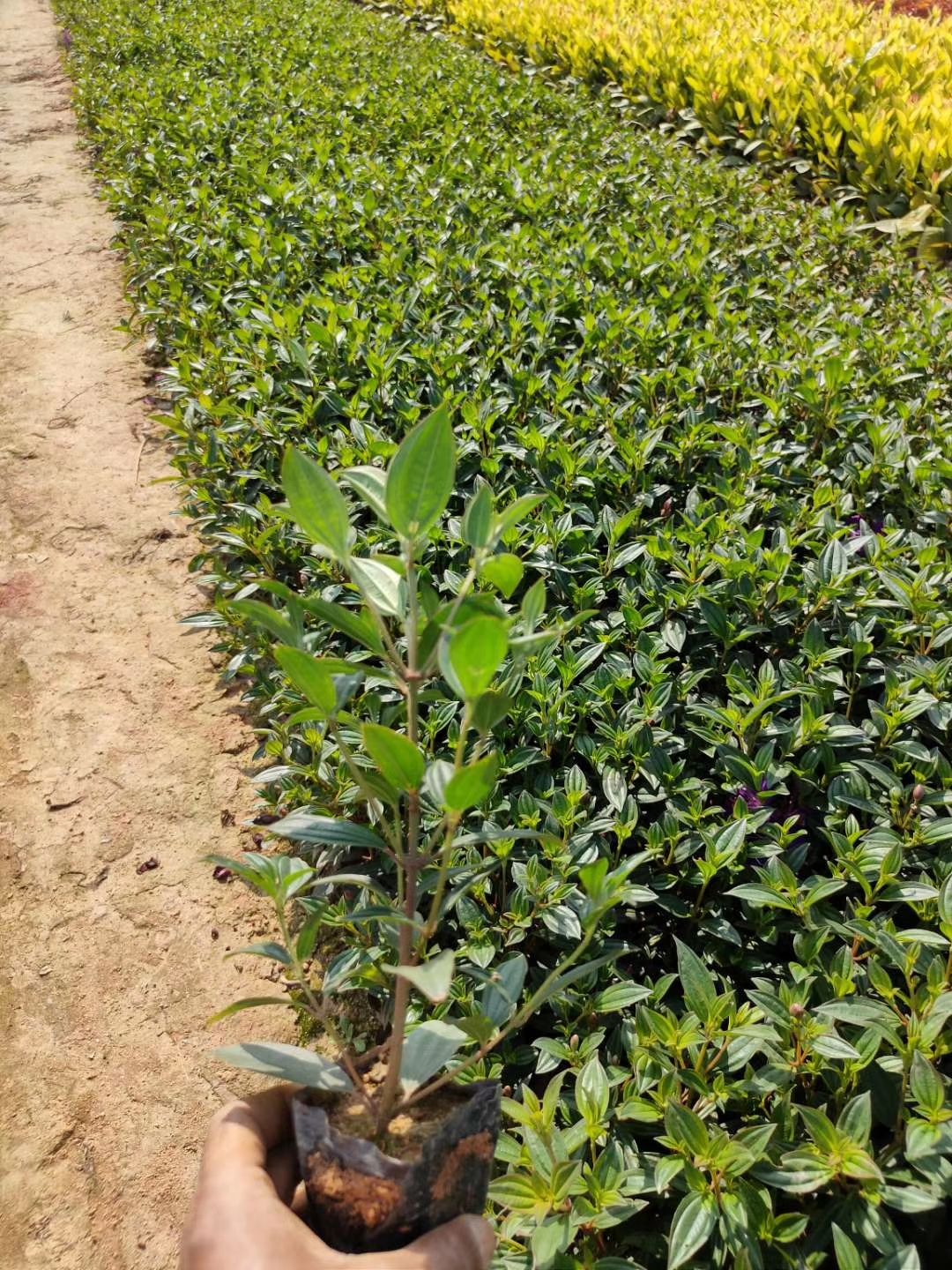 巴西牡丹  长期大量现货供应