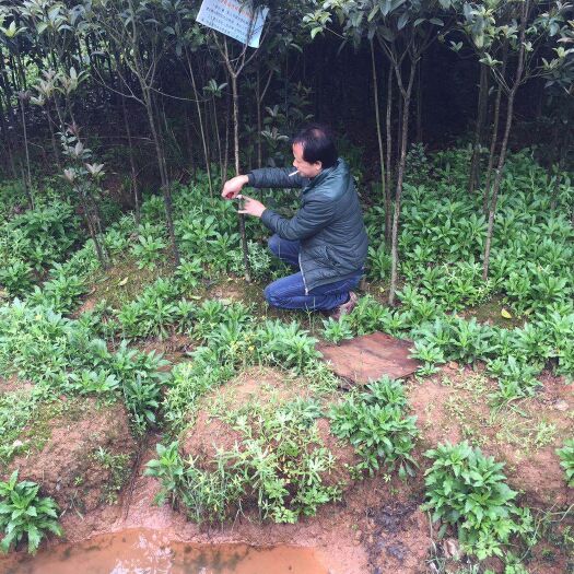 咸宁八月桂 自家种植苗木