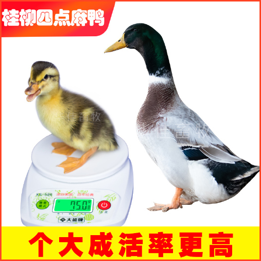 南宁 麻鸭四点花鸭苗 四点麻鸭苗 大种杂交鸭苗 青头鸭苗