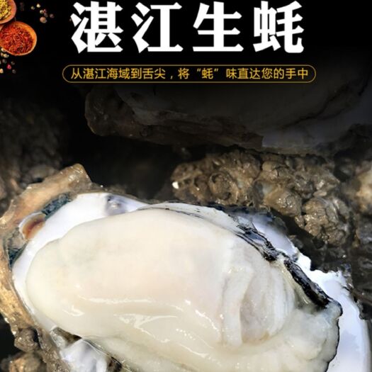 湛江湛江牡蛎 深圳餐厅能达标生蚝，湛江本地生蚝