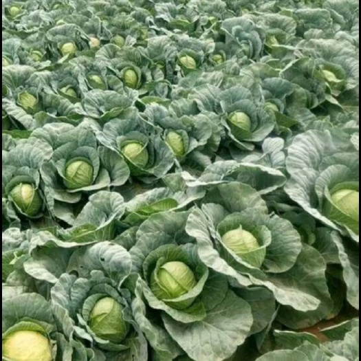 靖远县绿包菜  精品脆绿甘蓝   质量好  个头均匀