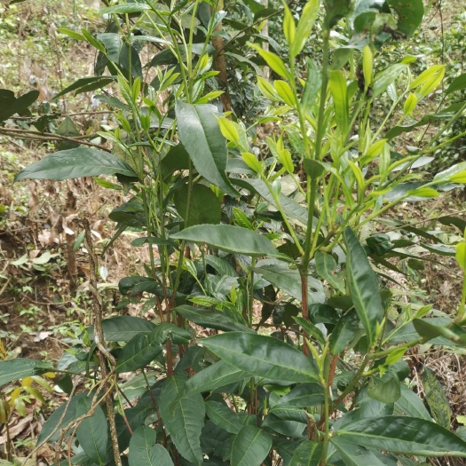 宁明县高山绿茶 纯手工深山茶