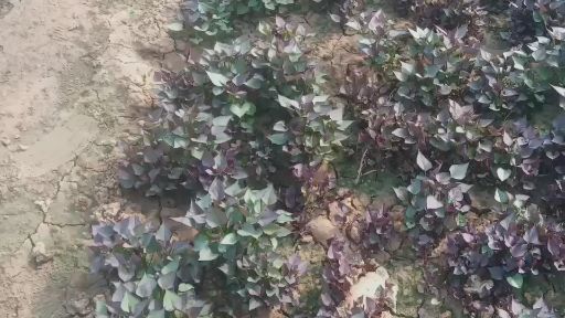 商薯19红薯苗9408红薯苗短慢徐薯18苗  脱毒原种苗