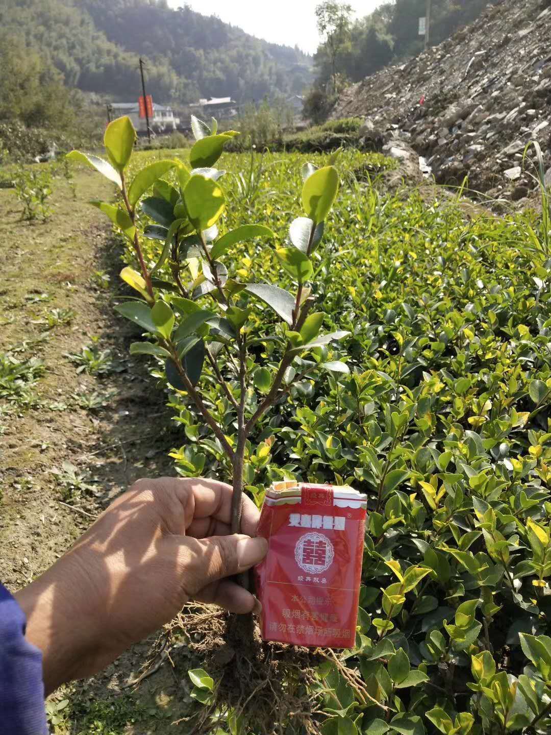 茶梅，地栽一年工程用苗，自产自销批发价