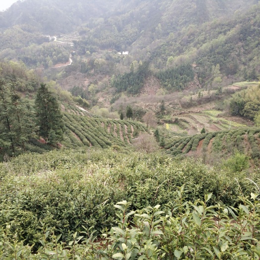舒城县 高山绿茶