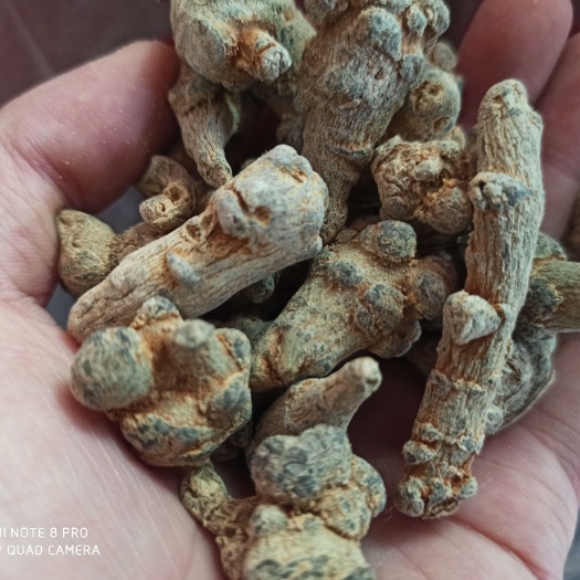  云南三七大量批发批发价