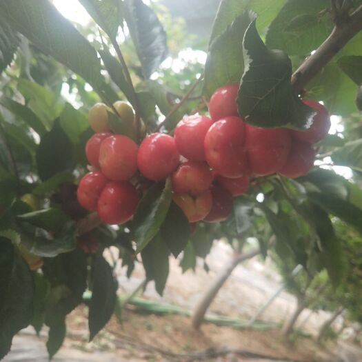冠县美早樱桃  鲁西大樱桃上市产地代办