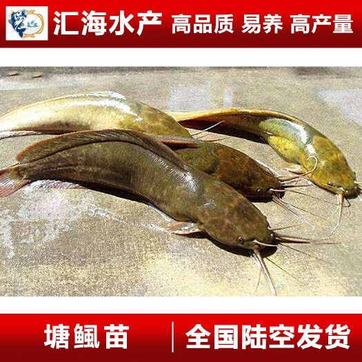 广州 汇海渔场直供 塘鲺鱼苗 本地三黄塘鲺鱼苗 埃及鲶鱼苗