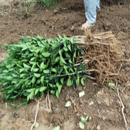 宁都县纽荷尔脐橙苗 苗非常粗壮，漂亮，品种好