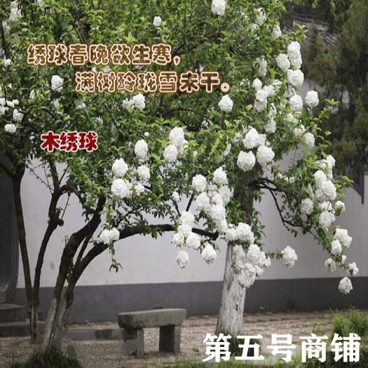 昆明木本绣球 树状扦插小苗开花量多