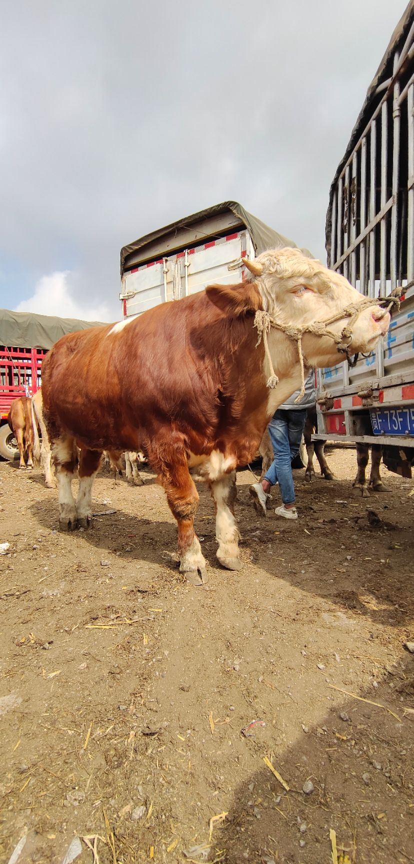 西门塔尔种公牛最大的图片