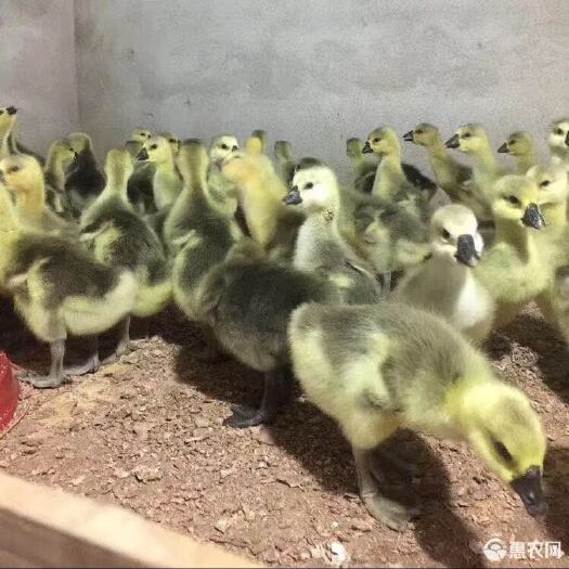 广州麻鹅苗  鹅苗品质保证，大量长期供应，死亡包赔
