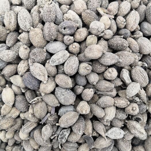 亳州春砂仁 殼砂仁 貨干 無硫砂仁  中藥材批發(fā) 各種香辛料