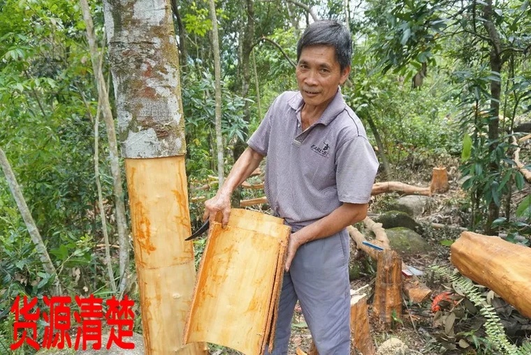 德庆县 新鲜开皮，正宗粤西高山桂皮！